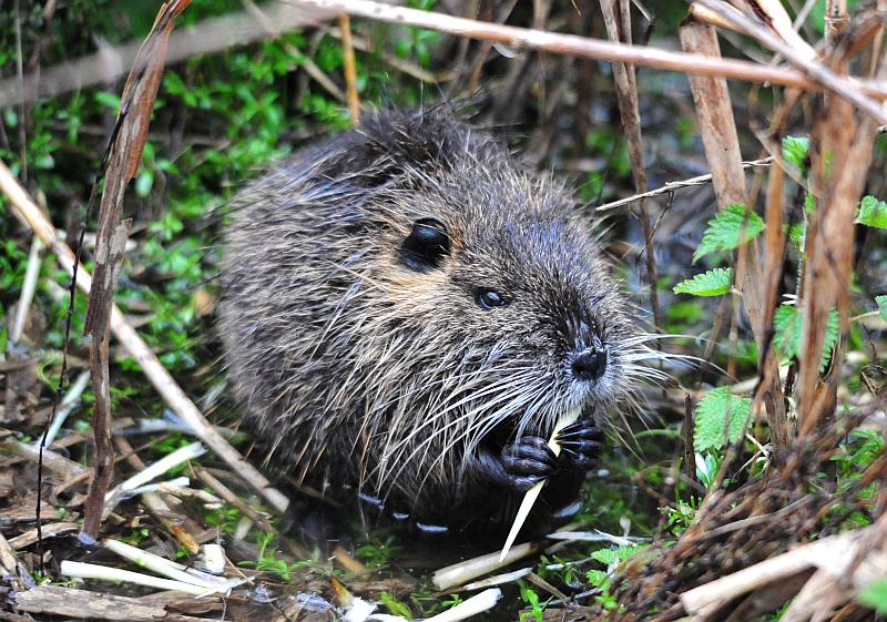 Vita da Nutria....