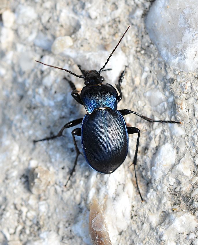 Carabus convexus