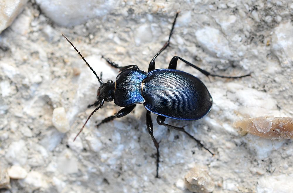 Carabus convexus