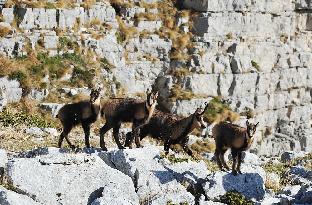 Camoscio appenninico - Rupicapra pyrenaica ornata