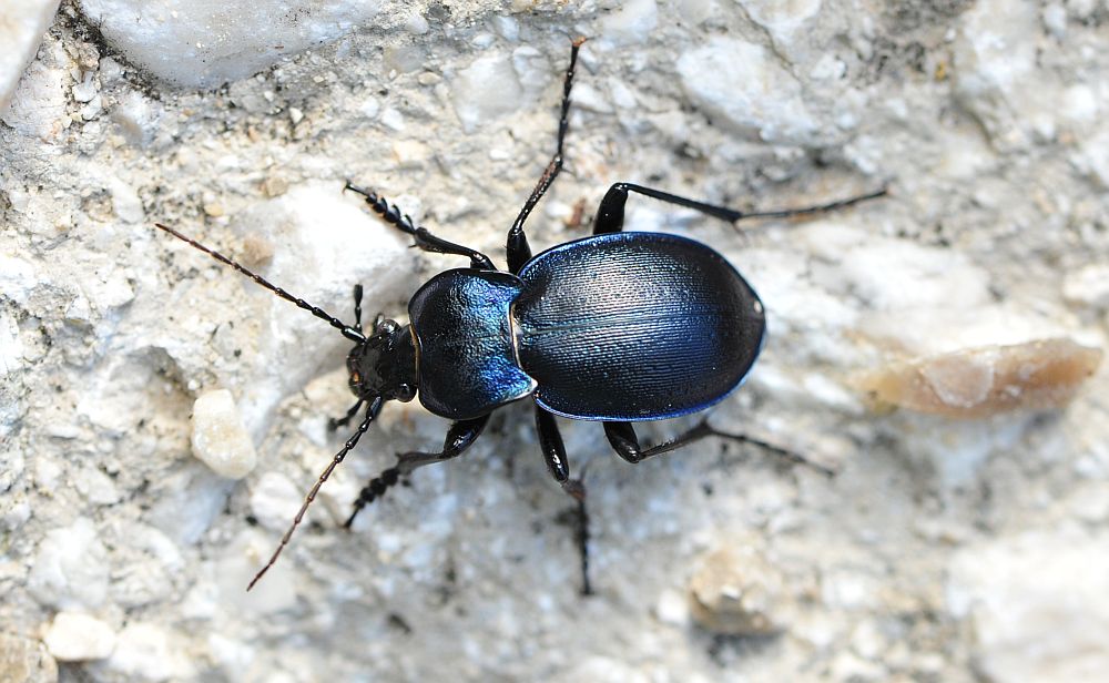 Carabus convexus