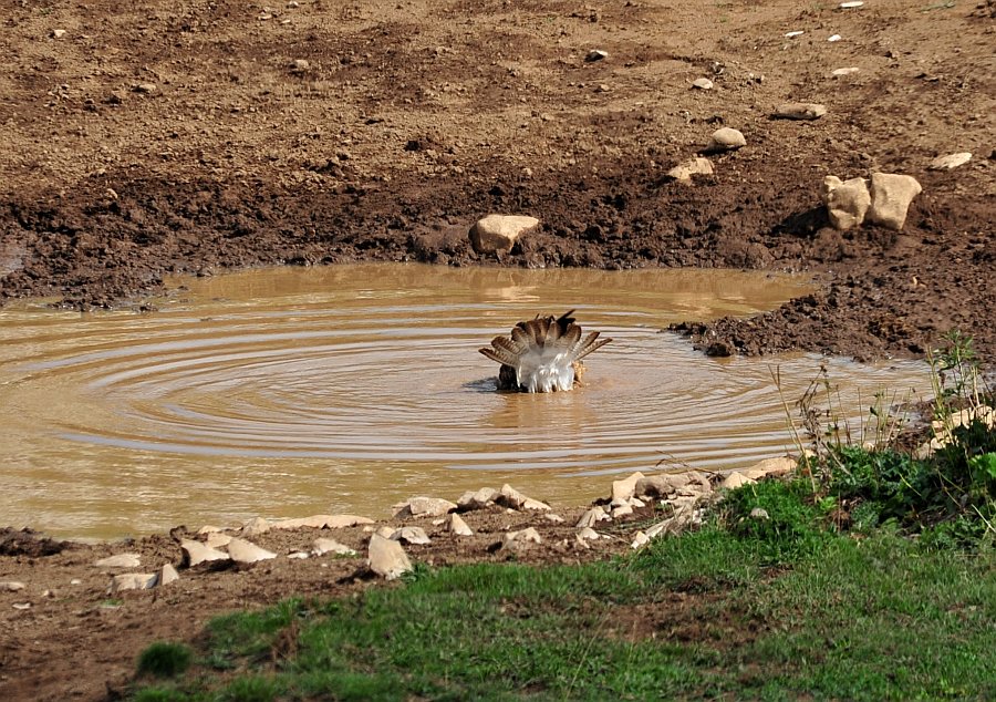 Poiana a bagno nella pozza