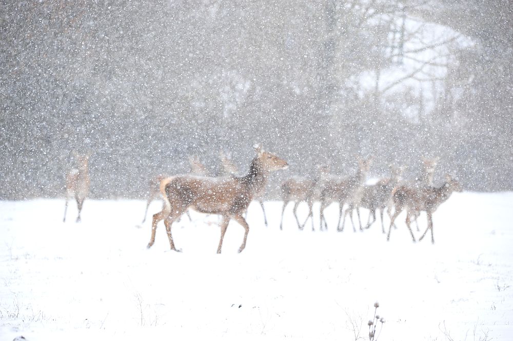 Cervi sotto la neve