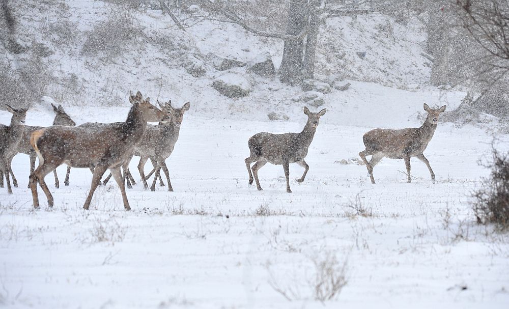 Cervi sotto la neve