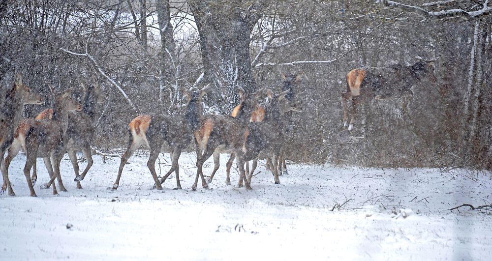 Cervi sotto la neve