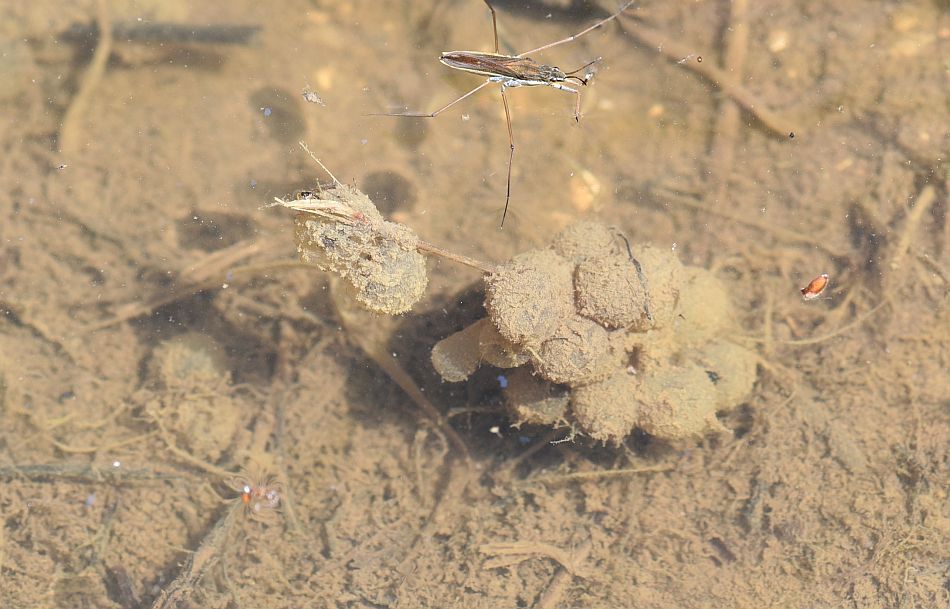 Bombina pachypus - Ululone appenninico