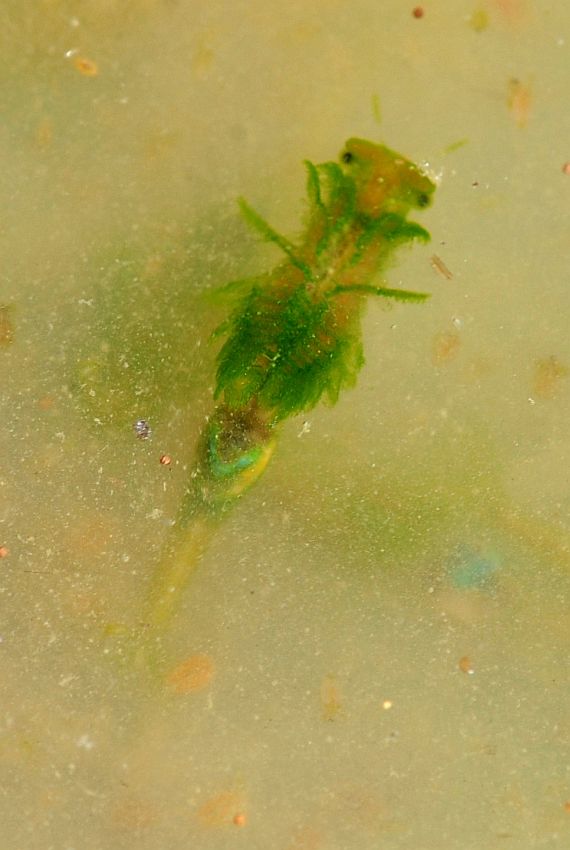 Branchipus schaefferi nel Lazio