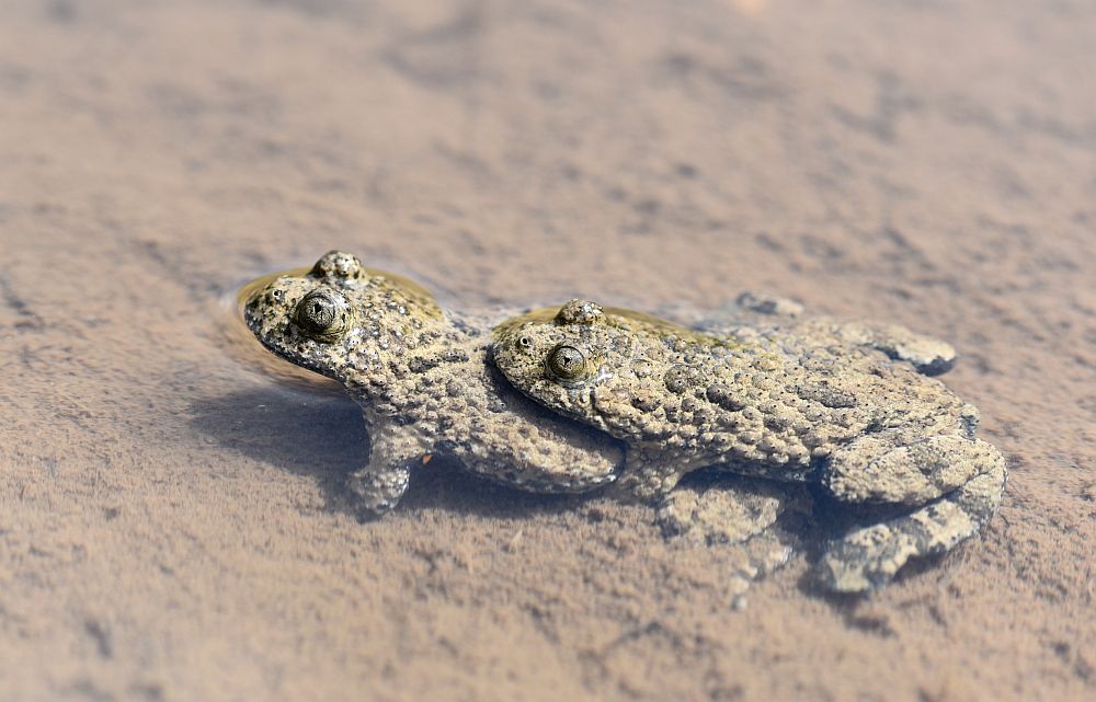 Bombina pachypus - Ululone appenninico