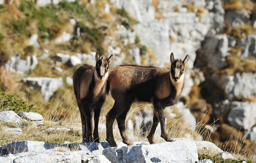 Camoscio appenninico - Rupicapra pyrenaica ornata