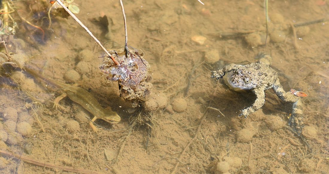 Bombina pachypus - Ululone appenninico