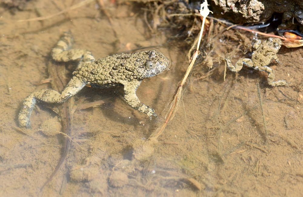 Bombina pachypus - Ululone appenninico