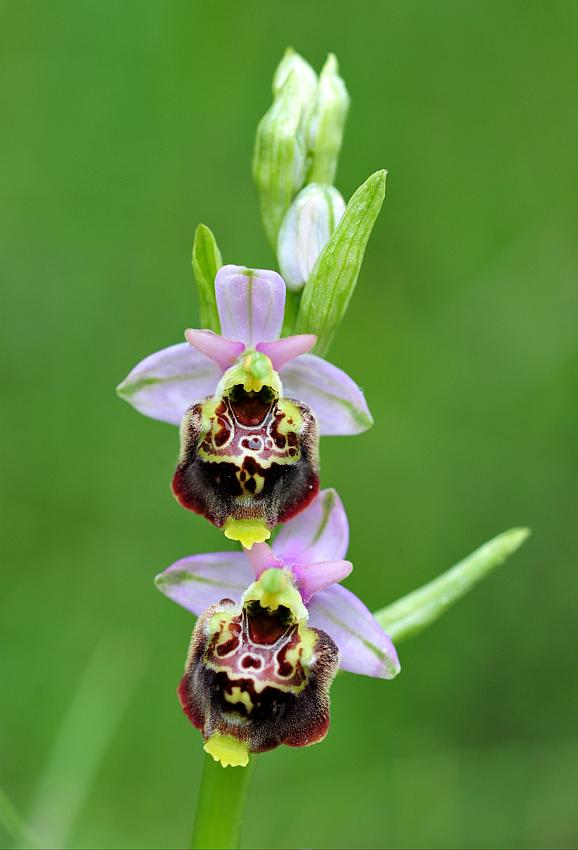 Ophrys da determinare