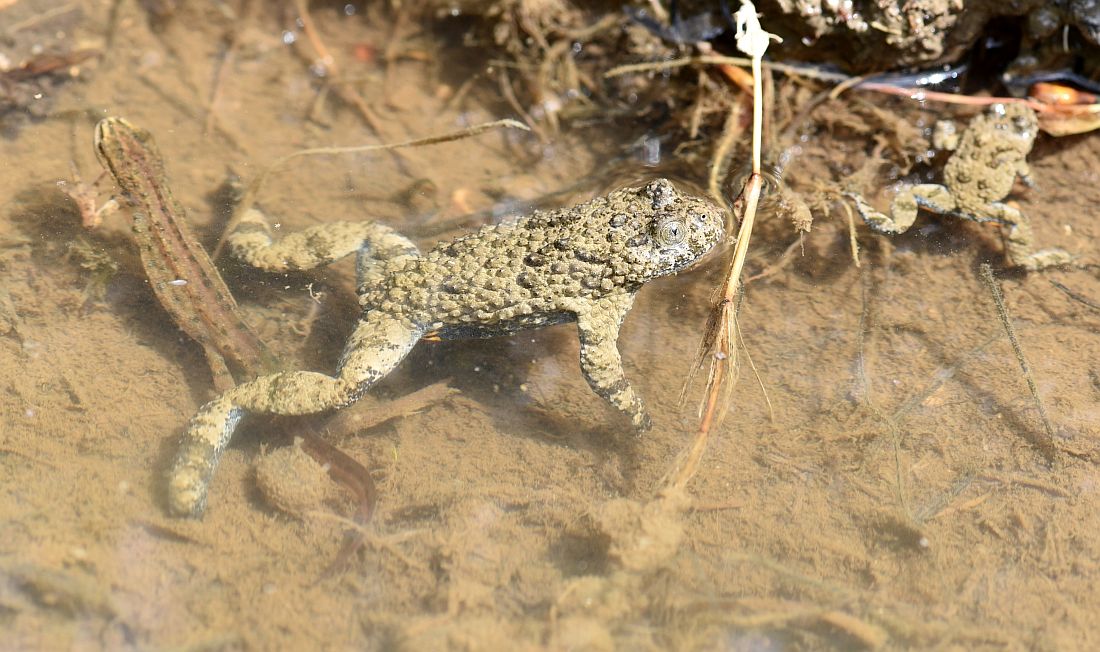 Bombina pachypus - Ululone appenninico