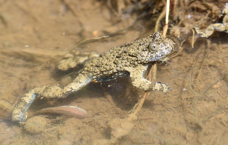 Bombina pachypus - Ululone appenninico