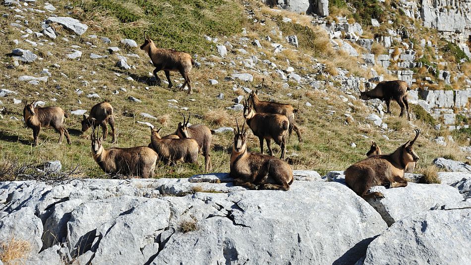 Camoscio appenninico - Rupicapra pyrenaica ornata