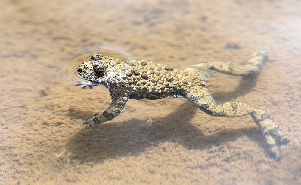 Bombina pachypus - Ululone appenninico