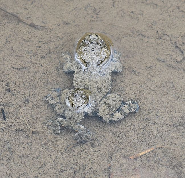 Bombina pachypus - Ululone appenninico