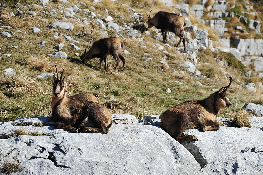 Camoscio appenninico - Rupicapra pyrenaica ornata