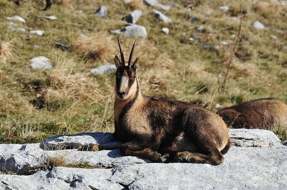 Camoscio appenninico - Rupicapra pyrenaica ornata