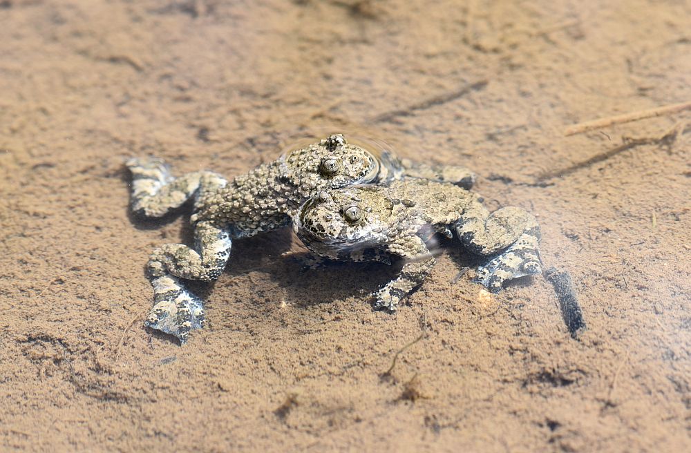 Bombina pachypus - Ululone appenninico