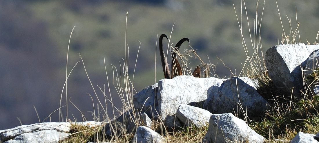 Camoscio appenninico - Rupicapra pyrenaica ornata