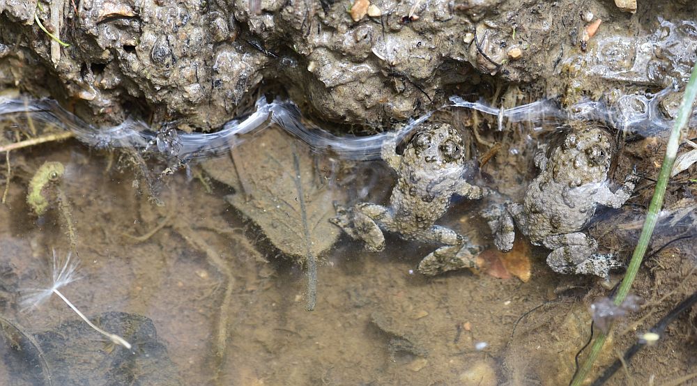 Bombina pachypus - Ululone appenninico