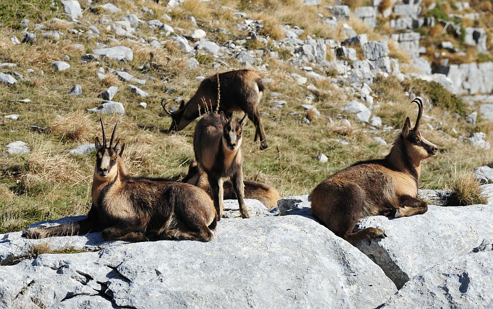 Camoscio appenninico - Rupicapra pyrenaica ornata