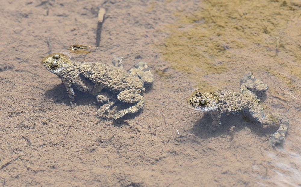 Bombina pachypus - Ululone appenninico