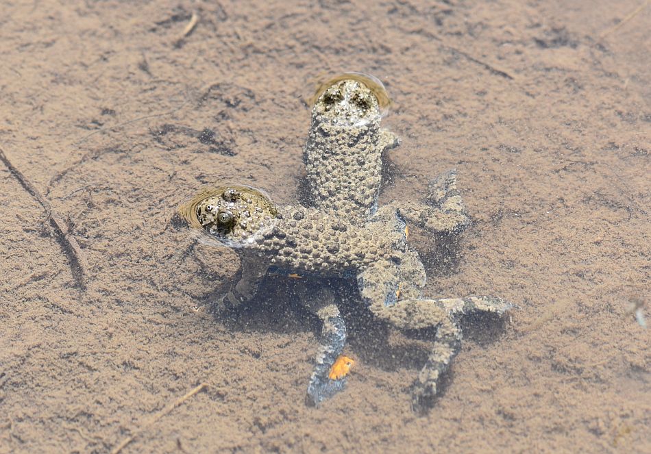 Bombina pachypus - Ululone appenninico