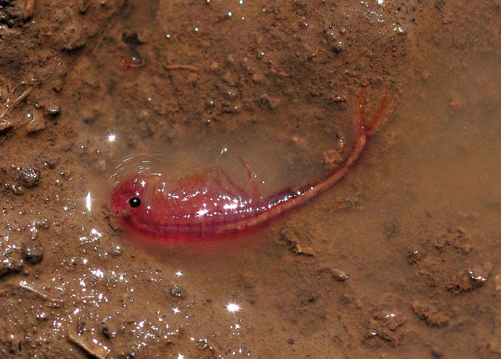 Branchipus sp. in alta quota nel PNALM