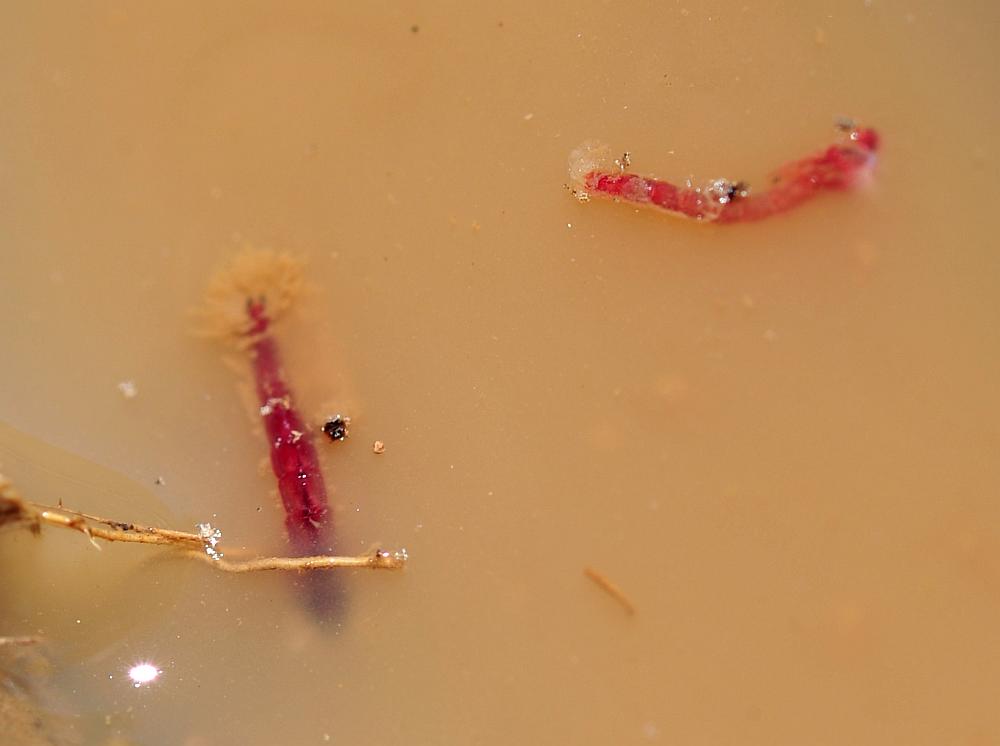 Branchipus sp. in alta quota nel PNALM