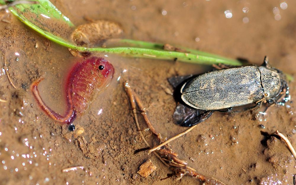 Branchipus sp. in alta quota nel PNALM