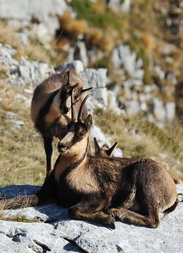 Camoscio appenninico - Rupicapra pyrenaica ornata