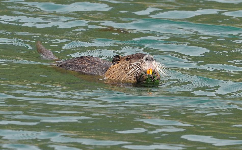 Vita da Nutria....