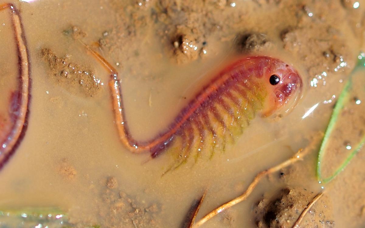 Branchipus sp. in alta quota nel PNALM