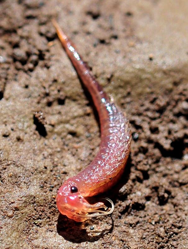 Branchipus sp. in alta quota nel PNALM