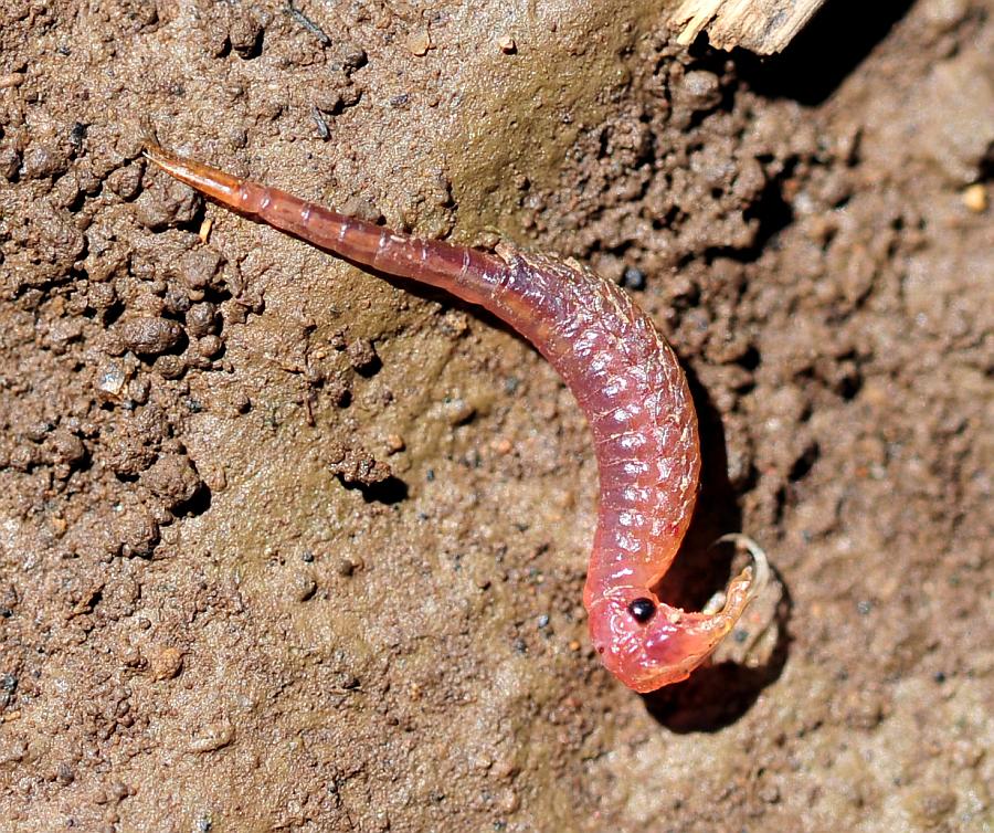 Branchipus sp. in alta quota nel PNALM