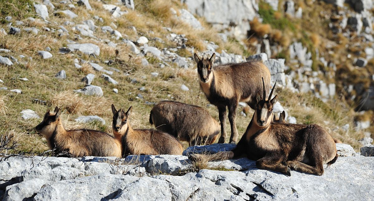 Camoscio appenninico - Rupicapra pyrenaica ornata