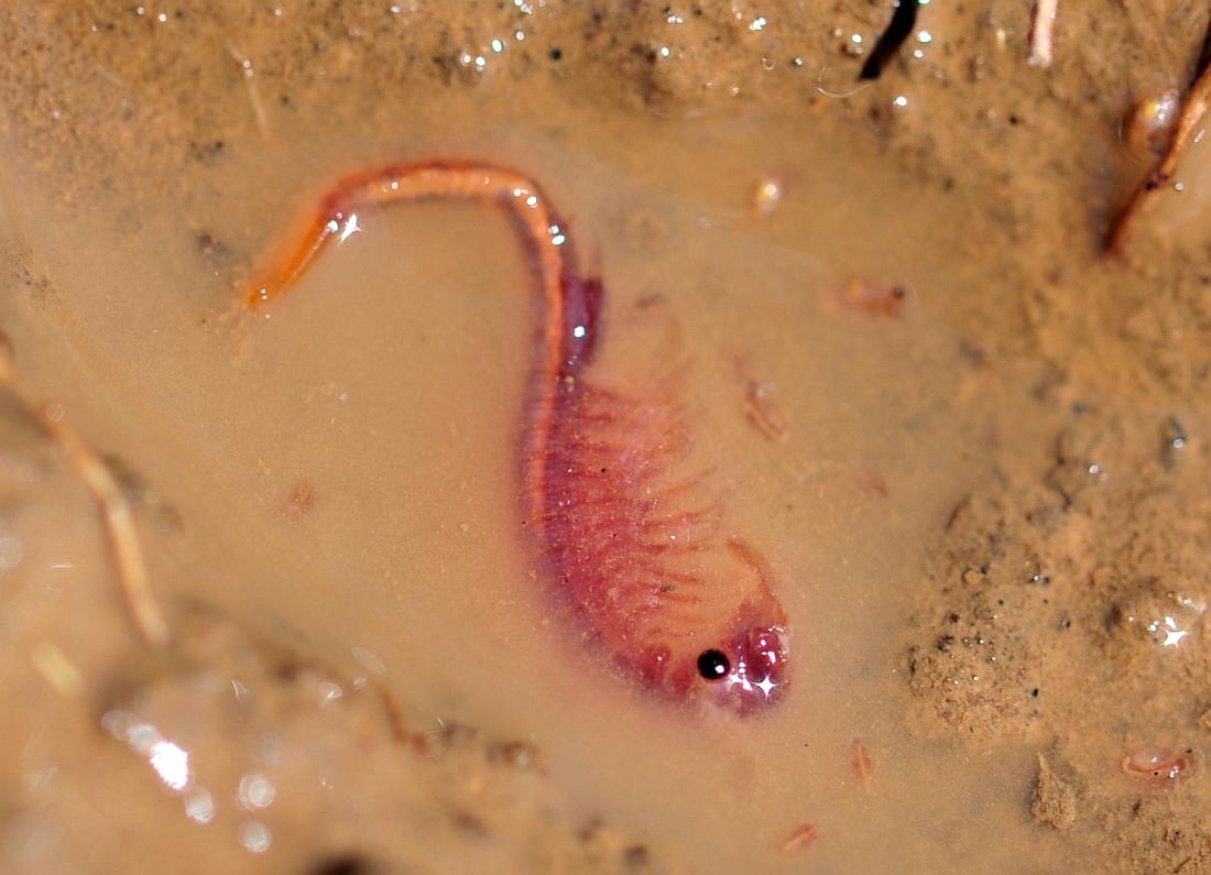 Branchipus sp. in alta quota nel PNALM