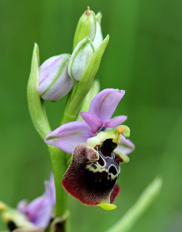 Ophrys da determinare