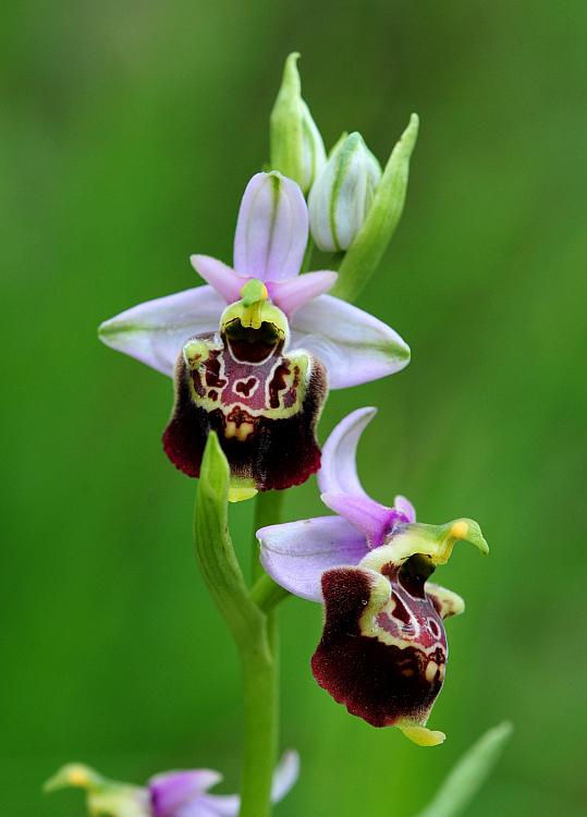 Ophrys da determinare