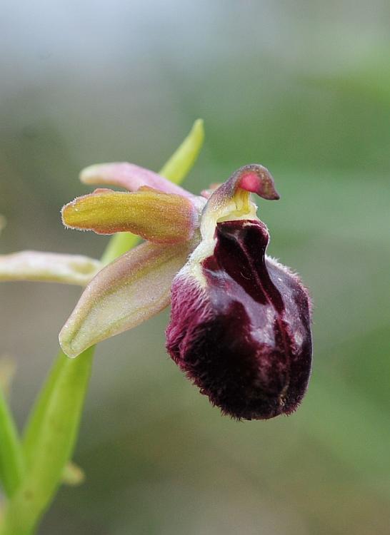 Ophrys da determinare