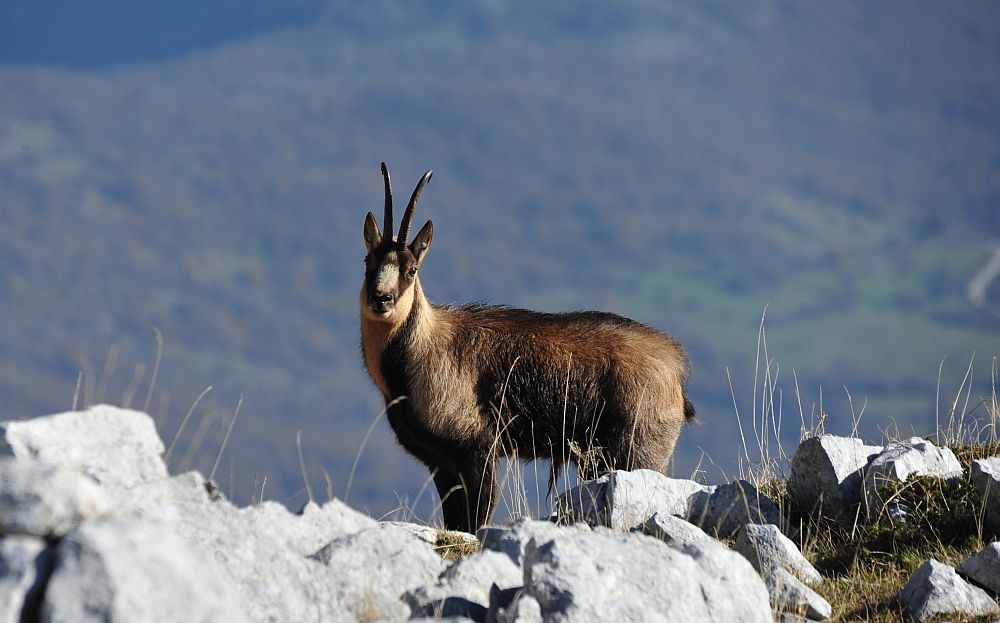 Camoscio appenninico - Rupicapra pyrenaica ornata