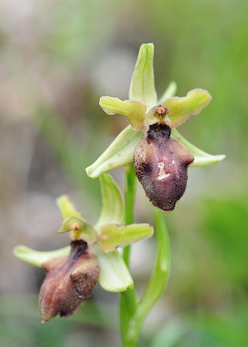 Ophrys da determinare