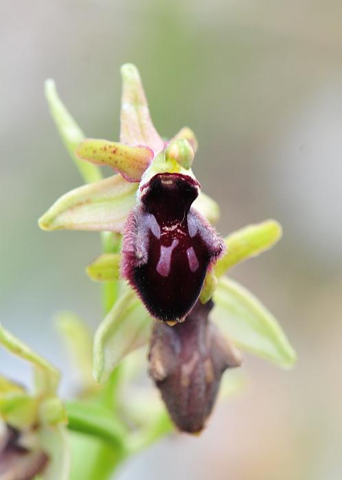 Ophrys da determinare