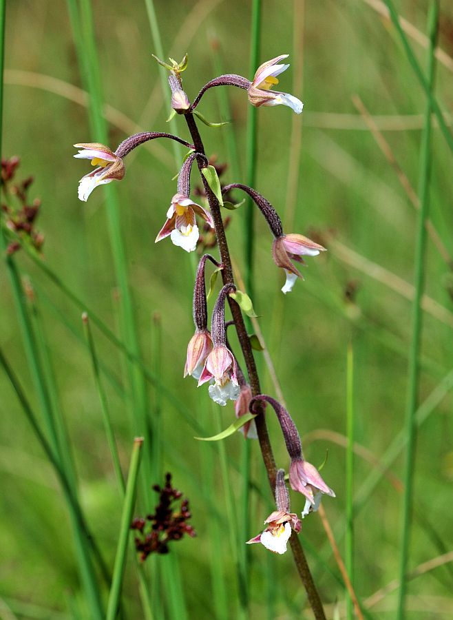 Epipactis palustris