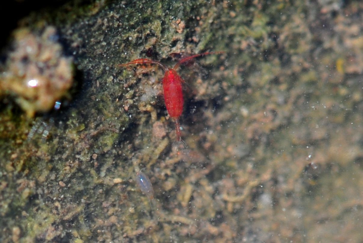 Copepodi.... Calanoidi