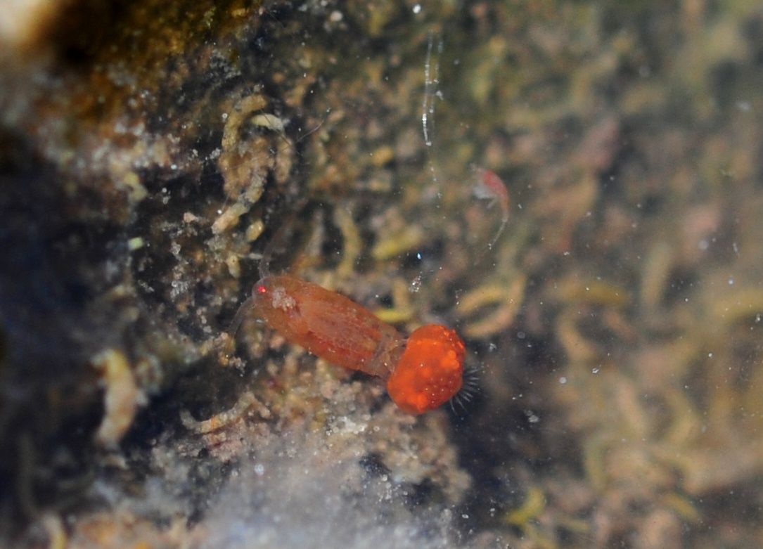 Copepodi.... Calanoidi