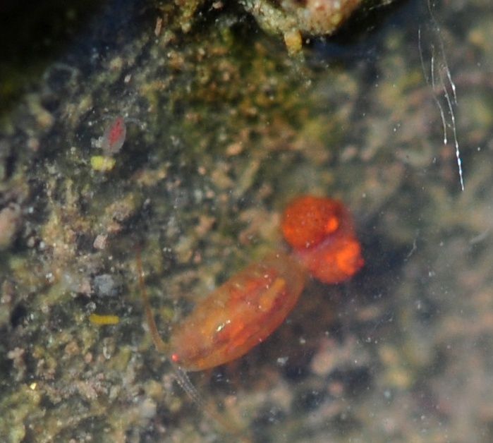 Copepodi.... Calanoidi