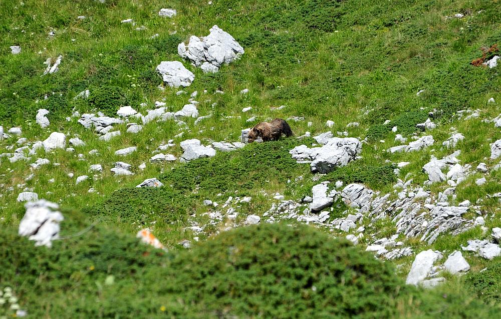 Obiettivo centrato: l''orso bruno marsicano.